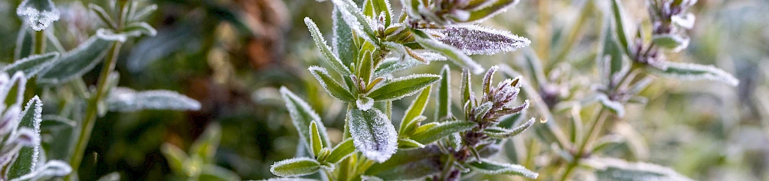 Thymian. Kräuterwanderung Niederhorn.