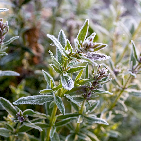 Thymian. Kräuterwanderung Niederhorn.