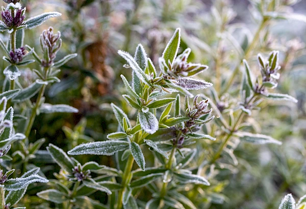 Thymian. Kräuterwanderung Niederhorn.